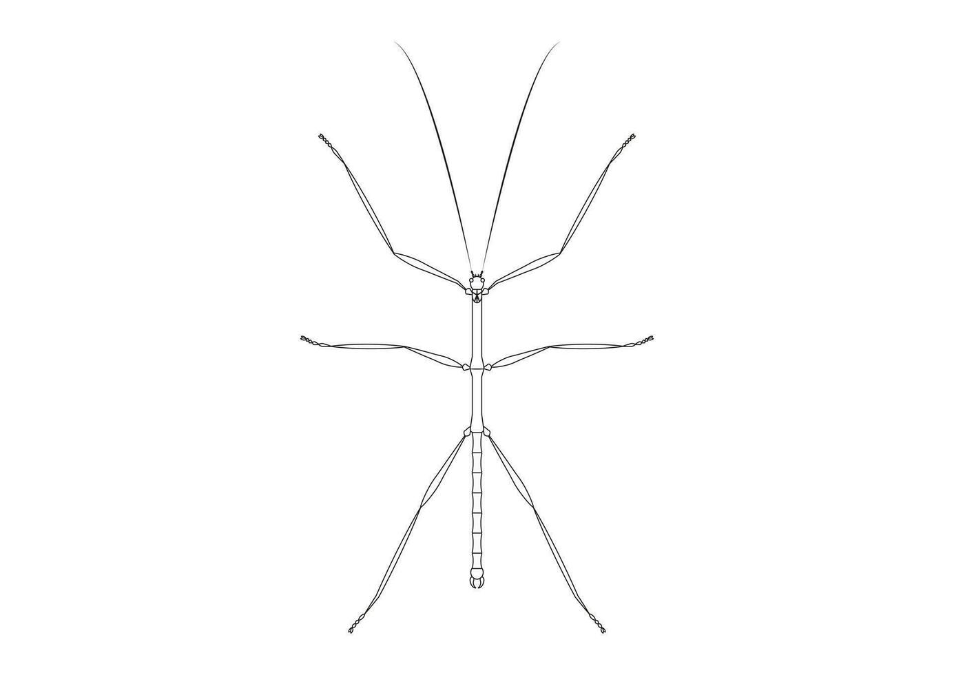 Black and White Walkingstick Clipart Vector isolated on White Background. Coloring Page of a Walkingstick