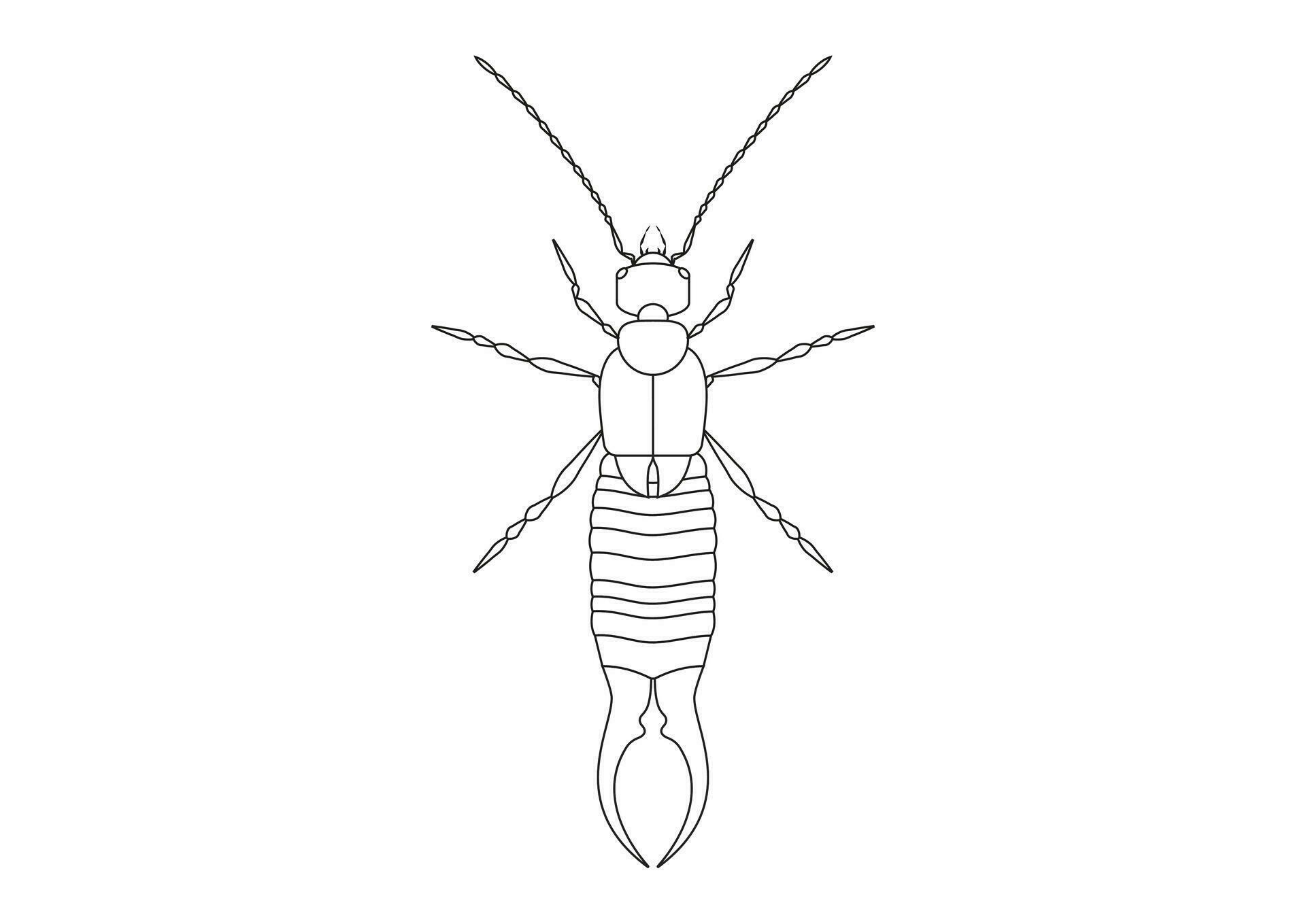 Black and White Earwig Clipart Vector isolated on White Background