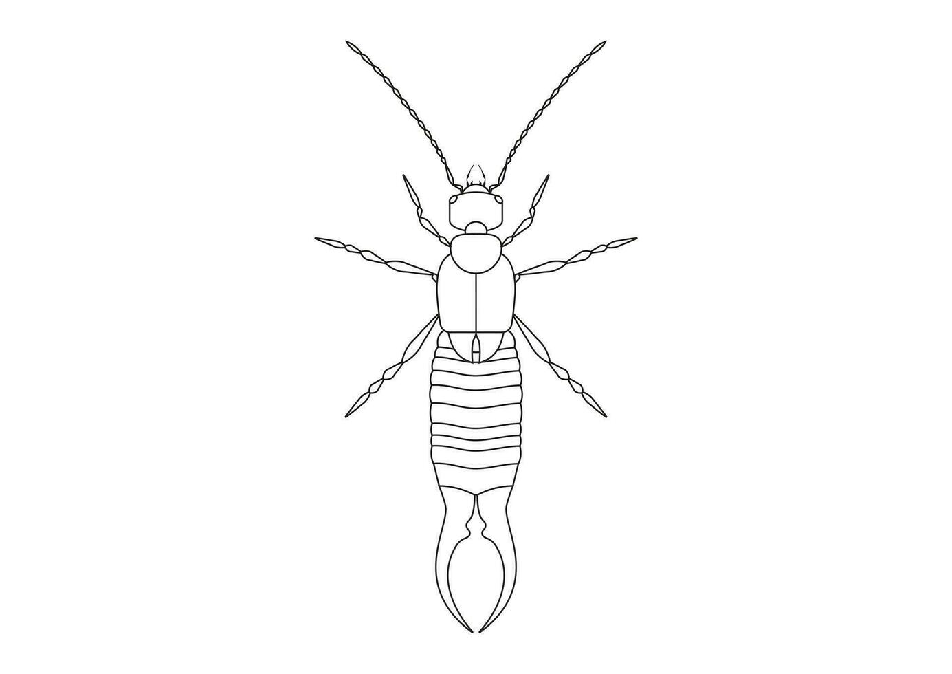Black and White Earwig Clipart Vector isolated on White Background. Coloring Page of a Earwig