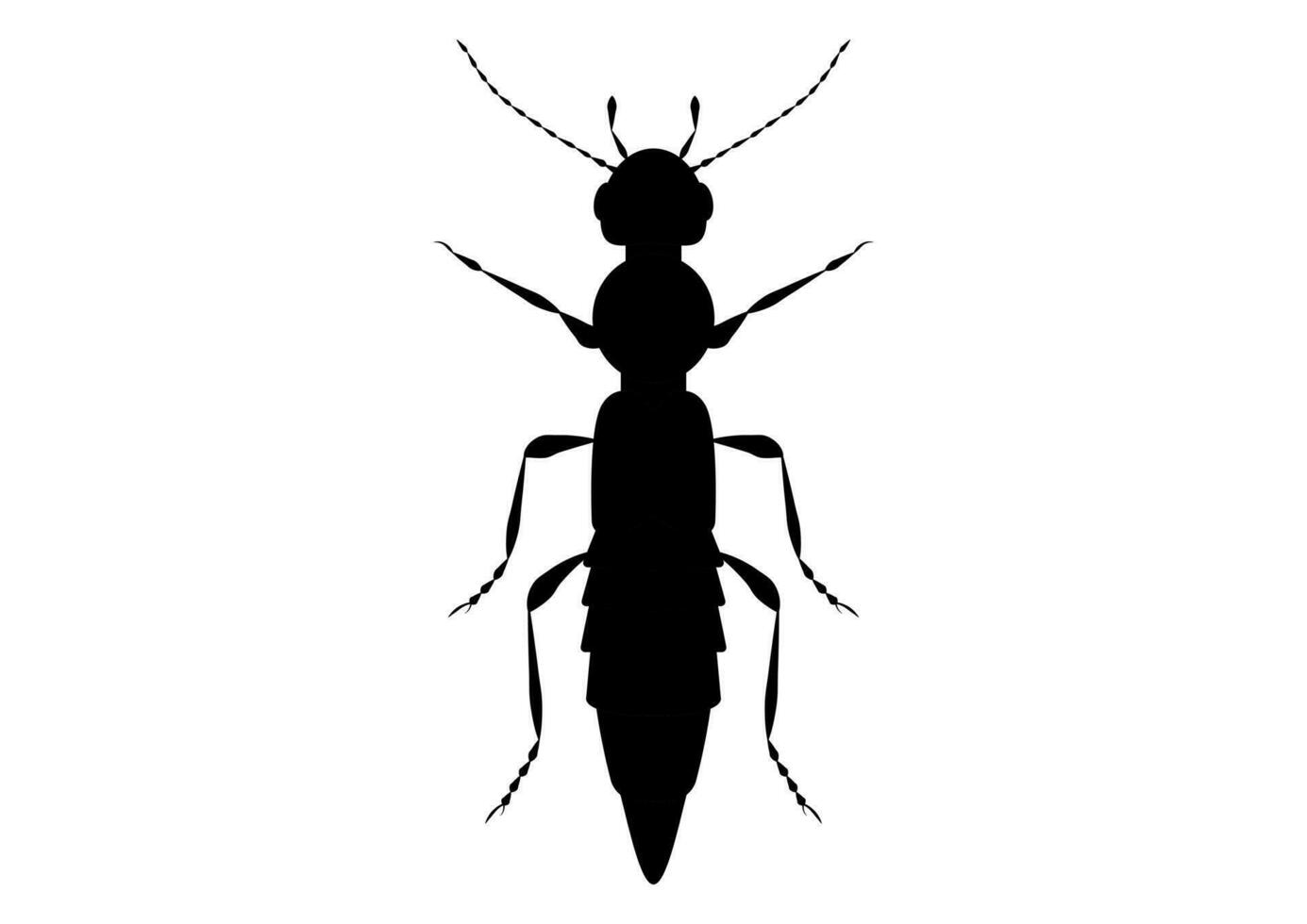 Black and White Paederus Beetle Clipart Vector isolated on White Background