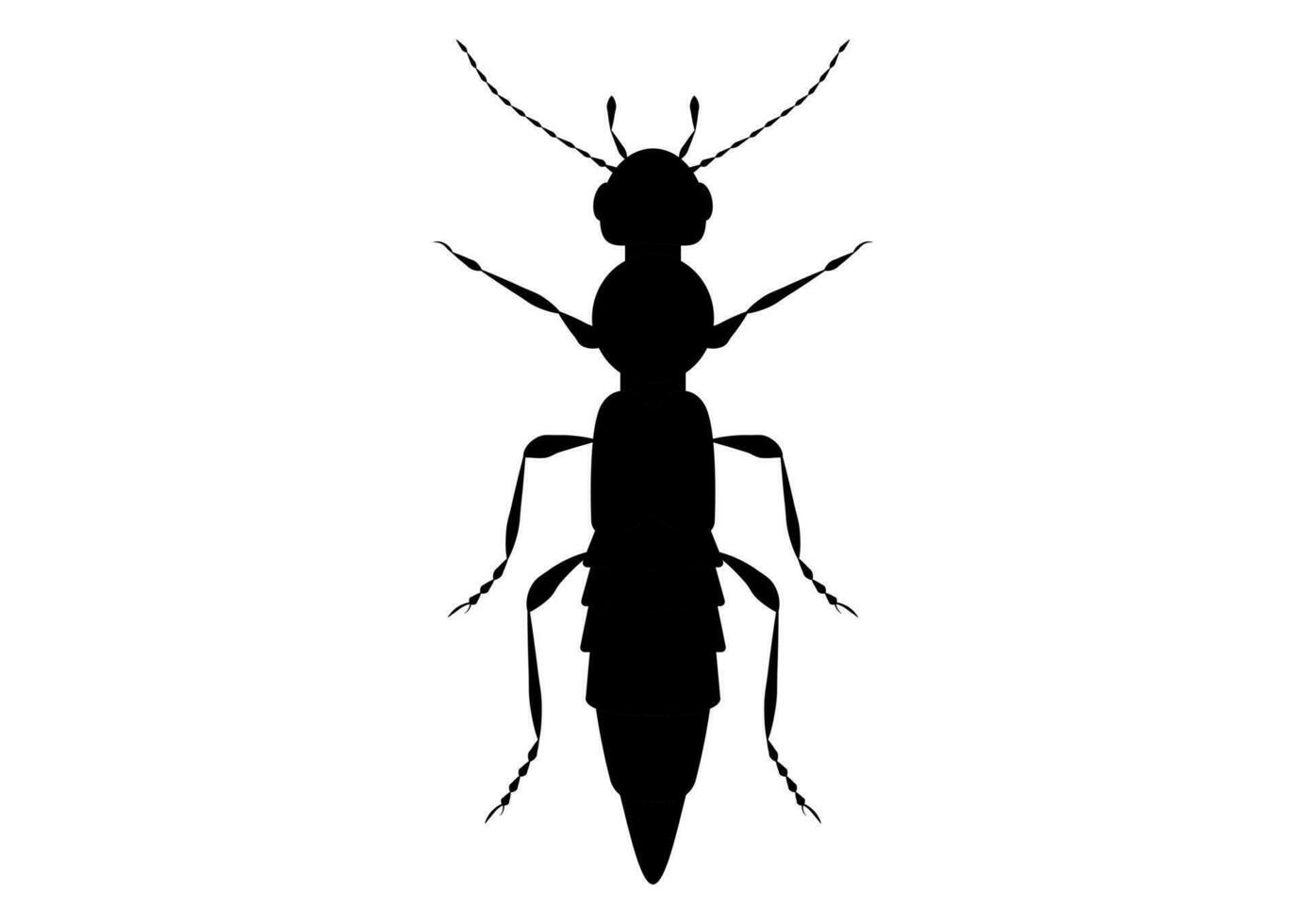 Black and White Paederus Beetle Clipart Vector isolated on White Background