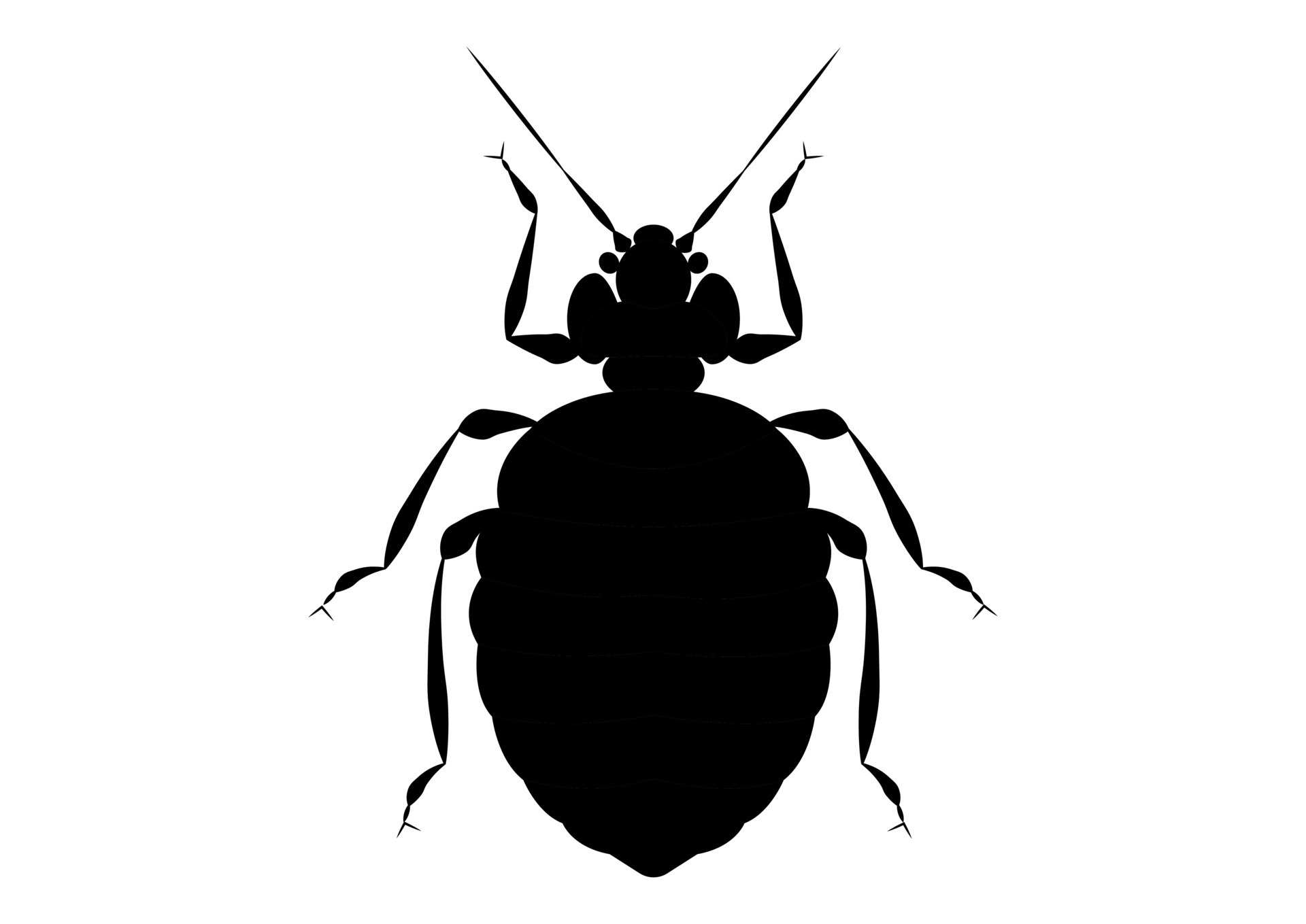 Black and White Bed Bug Clipart 29110733 Vector Art at Vecteezy