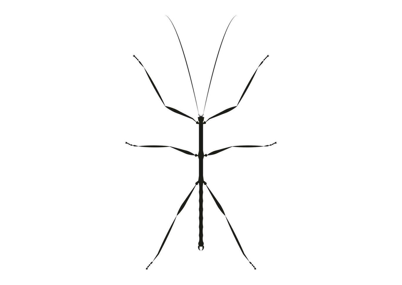 Black and White Walkingstick Clipart Vector isolated on White Background