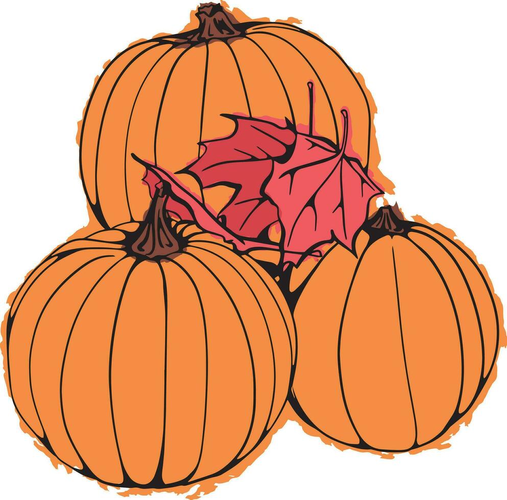 Hand Drawn Fall Pumpkins vector