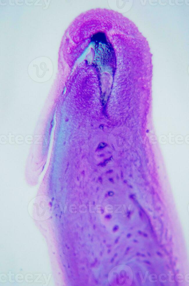 resumen creado utilizando el técnica de líquido acrílico. macro fotografía de el pequeñísimo detalles de un jadeo. el jadeo muestra cómo desborda de sombras y colores de pintar asemejarse a espacio motivos foto