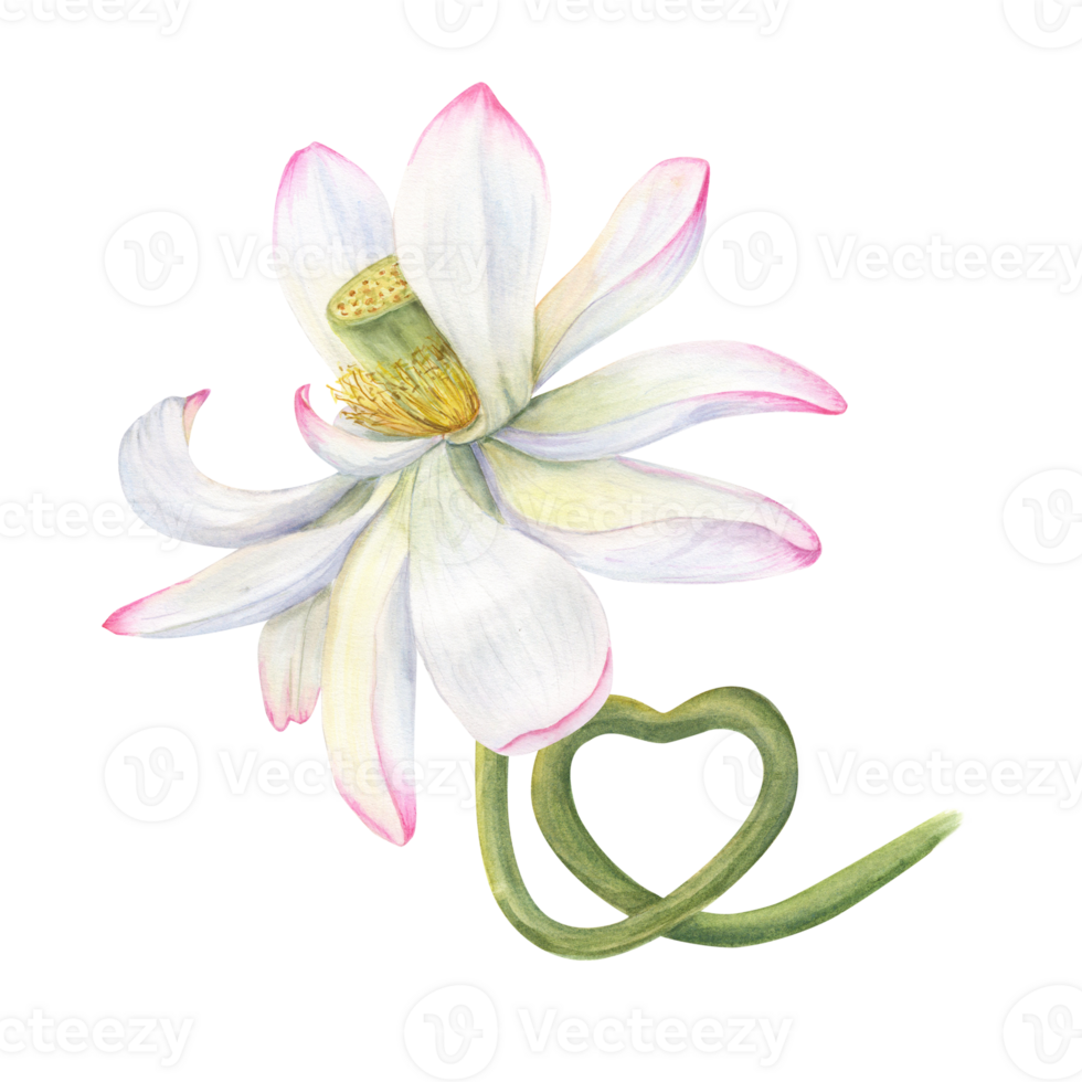 rosa lotus blomma med stam buktig i de form av hjärta. delikat blomning vatten lilja, vatten lilja, indisk lotus, helig lotus. vattenfärg illustration. för bröllop design, yoga Centrum png