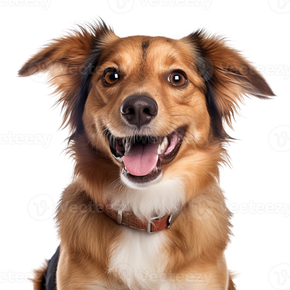 Very happy smiling dog portrait isolated on transparent background, created with generative AI png