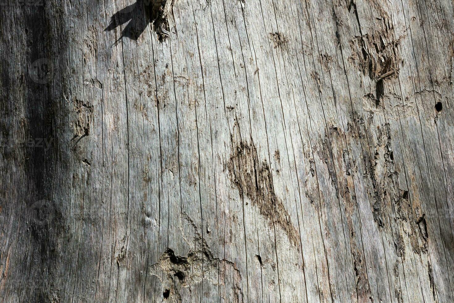 textura abstracta de madera. telón de fondo de superficie grunge. patrón de efecto de madera sucia. fondo material. foto