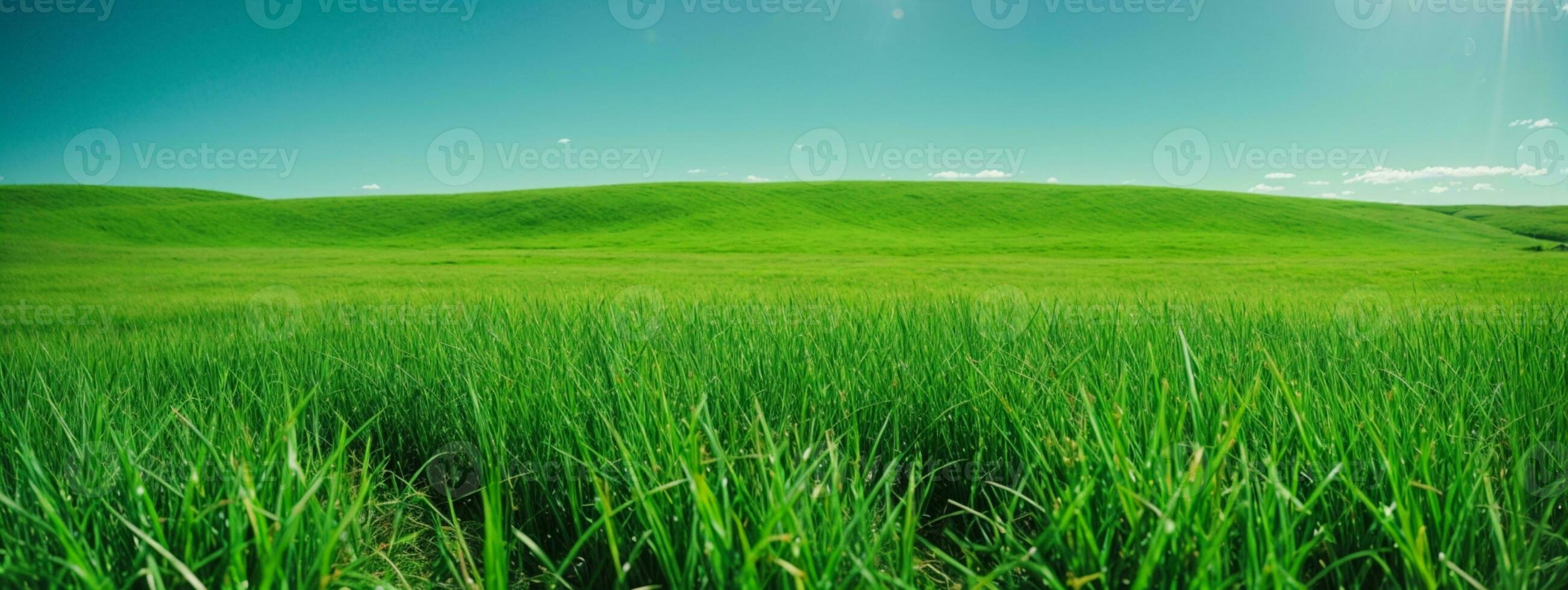 Green grass on blue clear sky, spring nature theme. Panorama. AI generated photo