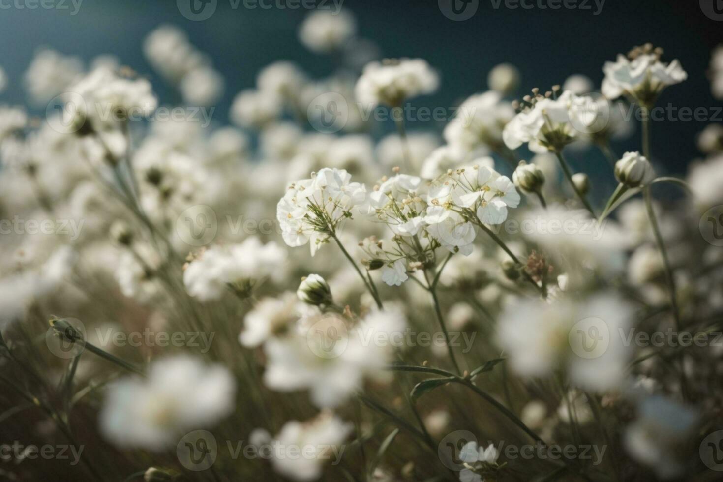 Gypsophila dry little white flowers light macro. AI generated photo