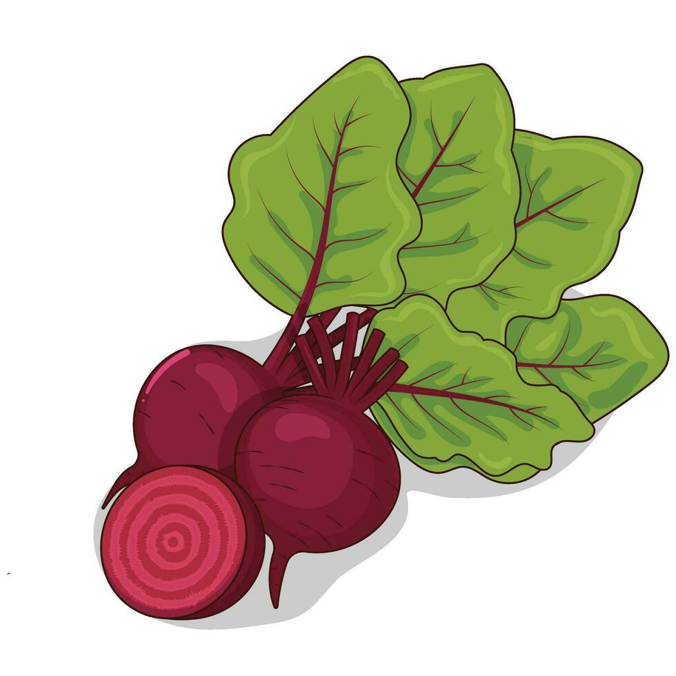 Cartoon Two Whole Beetroot and Half Beetroot vector