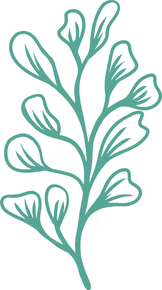 Botanical floral elements PNG
