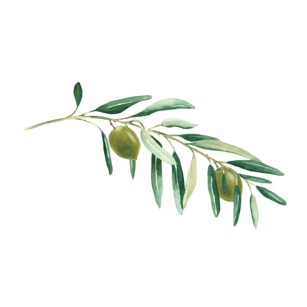 Olive branch with green olives isolated on white background. Watercolor illustration. vector