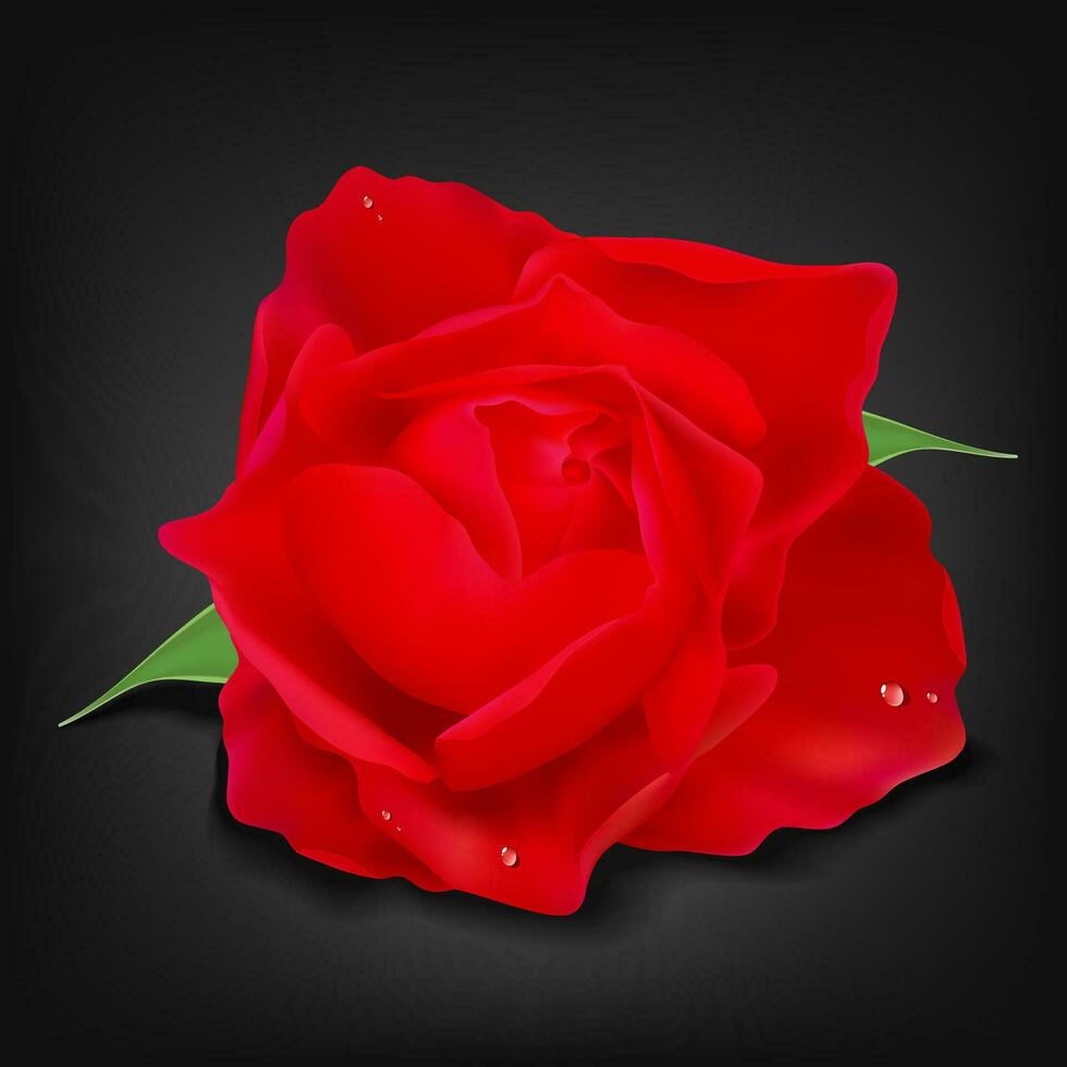 Realistic Red Rose on Dark Background, Vector Illustration