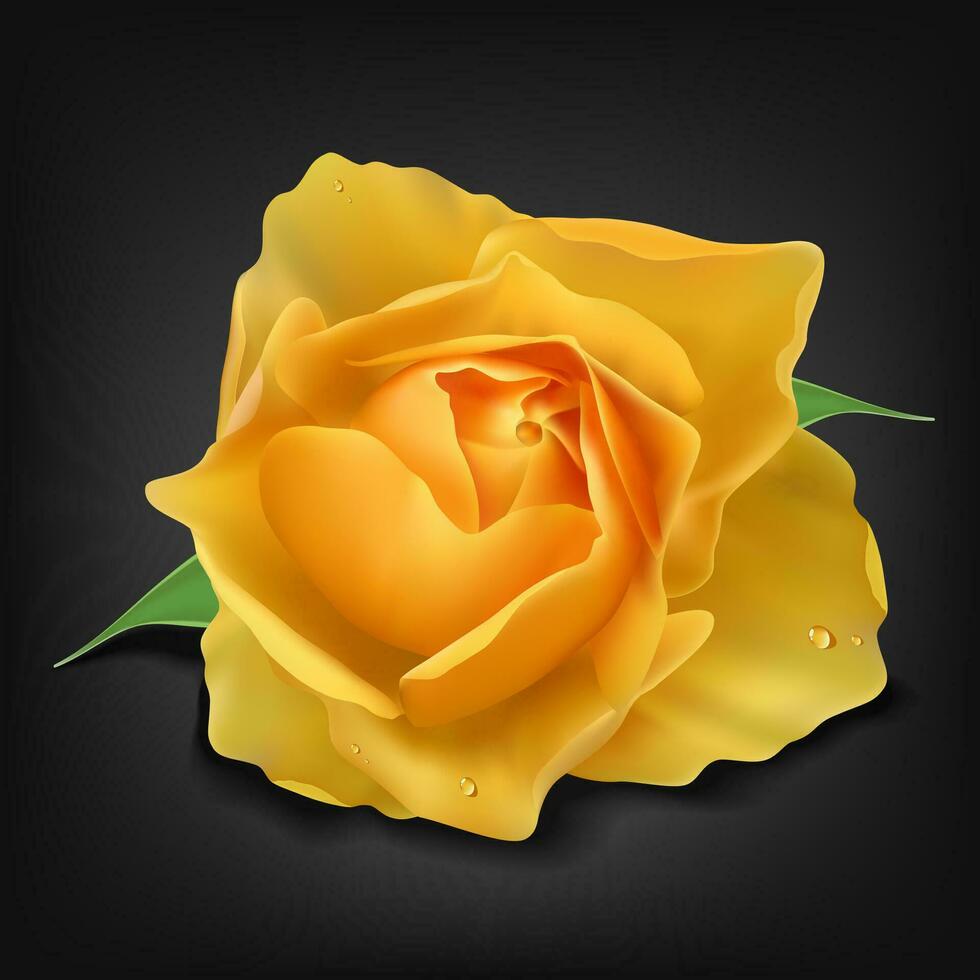Realistic Yellow Rose on Dark Background, Vector Illustration