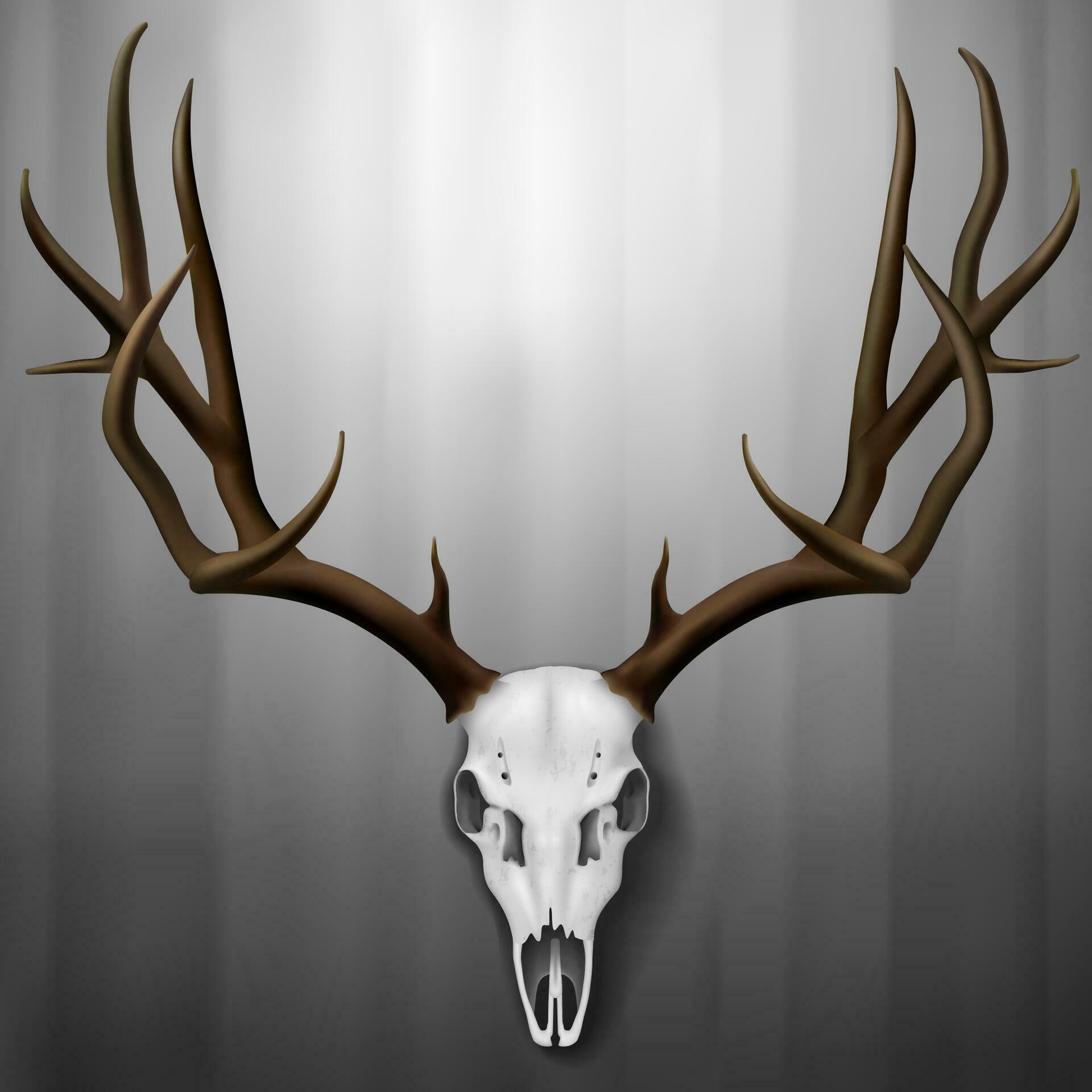 Realistic Deer Skull and Antlers Hanging on Wall, Vector Illustration