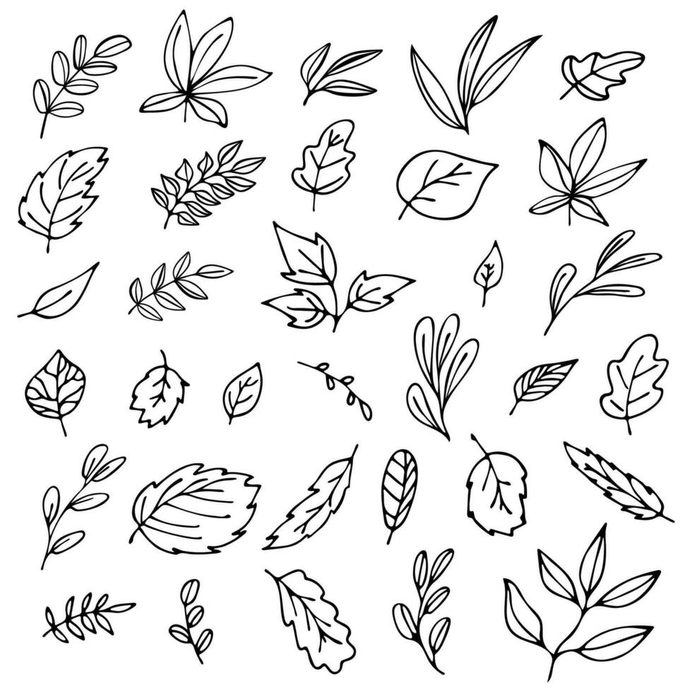 set of leaves in doodle style vector