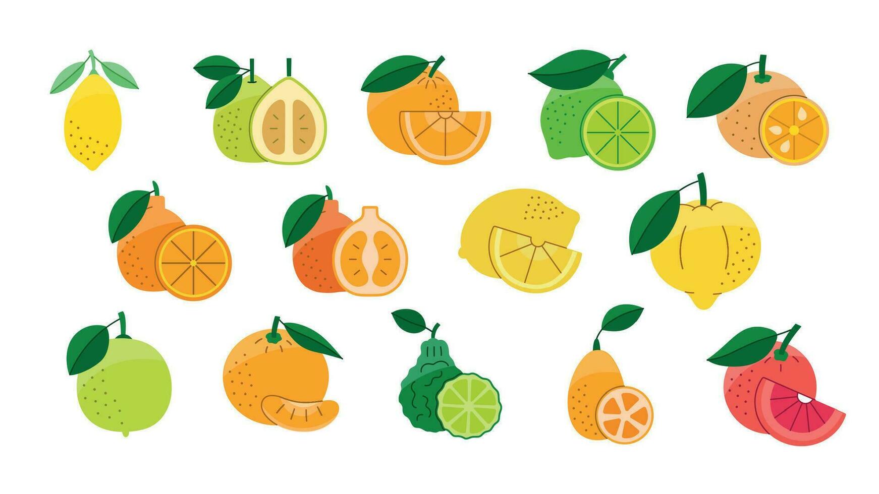 agrios frutas comida Alérgenos, ilustración conjunto en color vector, limón y naranja, pomelo y mandarín, Lima y bergamota, pomelo y calamondín, tangelo y naranja china, Ponkan y limetta, kombava vector