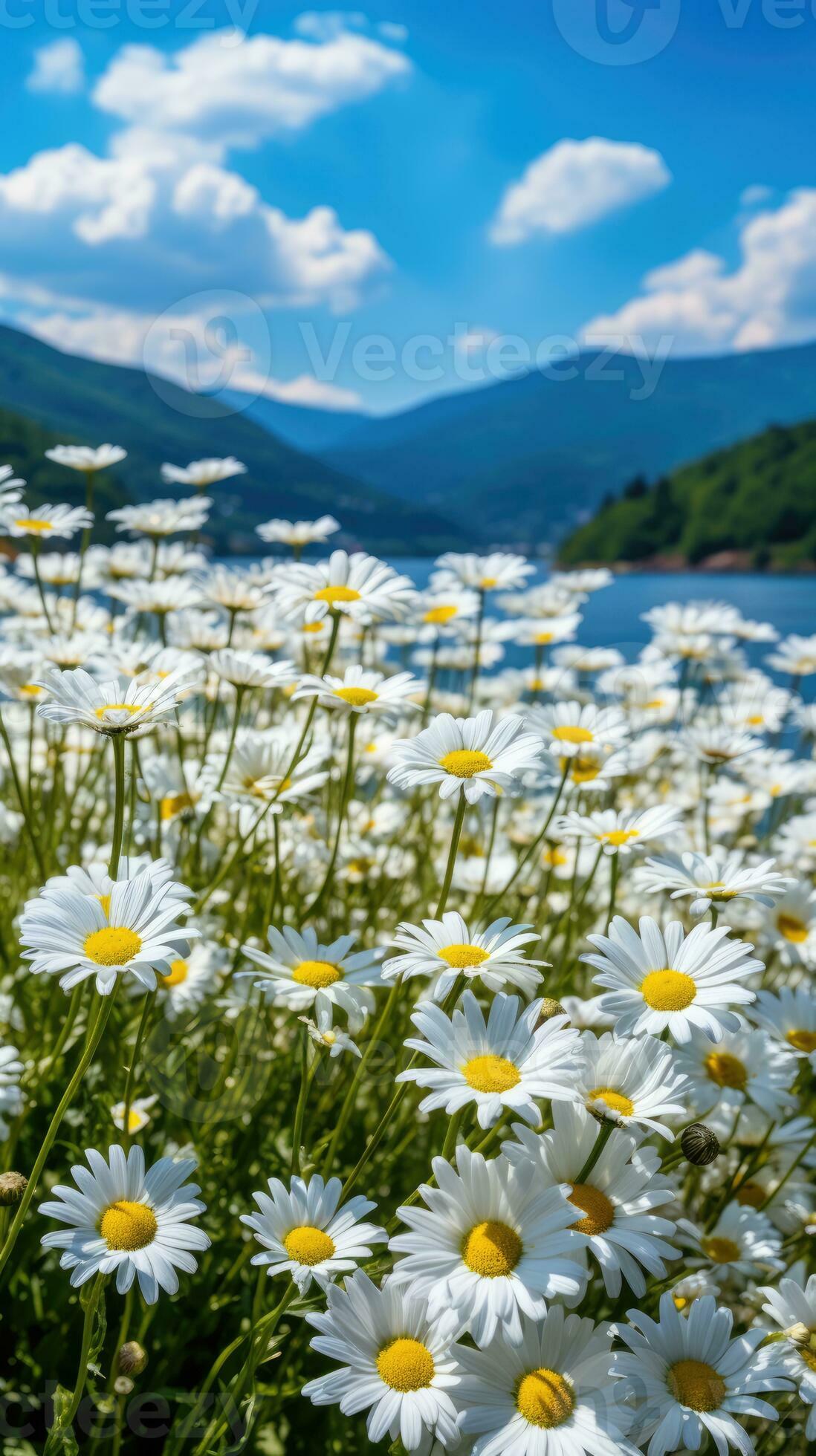 Daisy field landscape for wallpapers 29135974 Stock Photo at Vecteezy