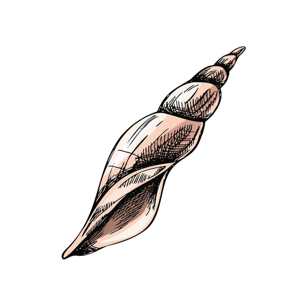 Hand drawn colored sketch of seashell, clam, conch. Scallop sea shell, sketch style vector illustration isolated on white background.