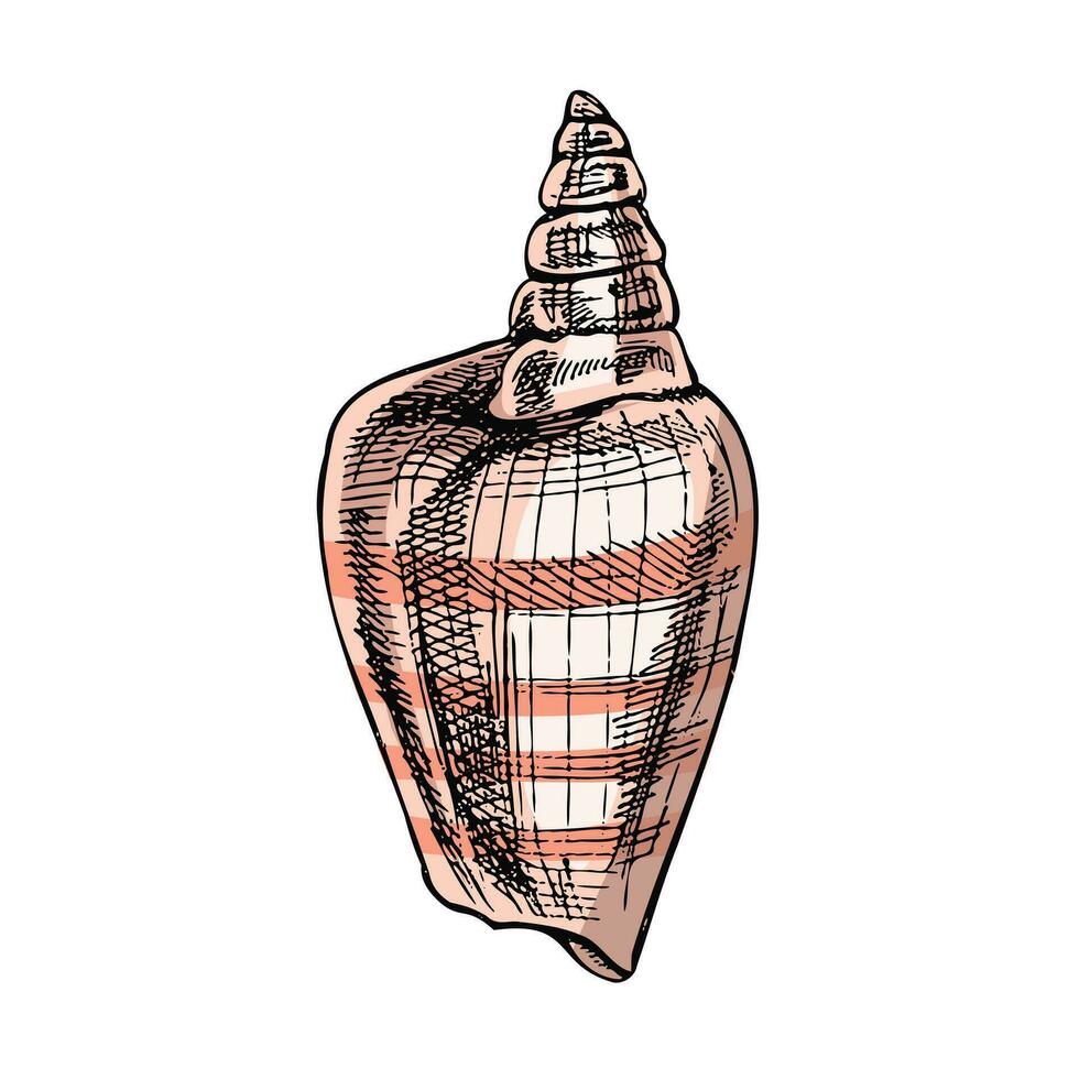 Hand drawn colored sketch of seashell, clam, conch. Scallop sea shell, sketch style vector illustration isolated on white background.