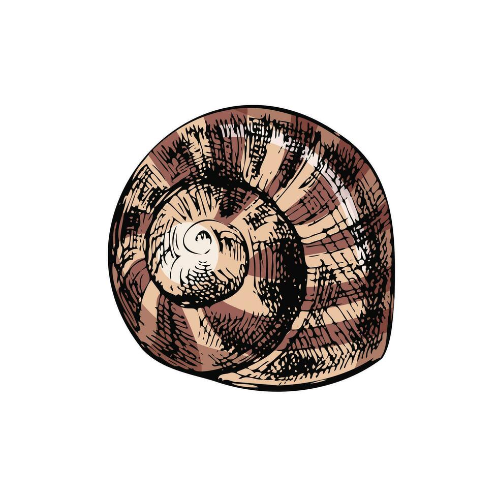 Hand drawn colored sketch of seashell, clam, conch. Scallop sea shell, sketch style vector illustration isolated on white background.