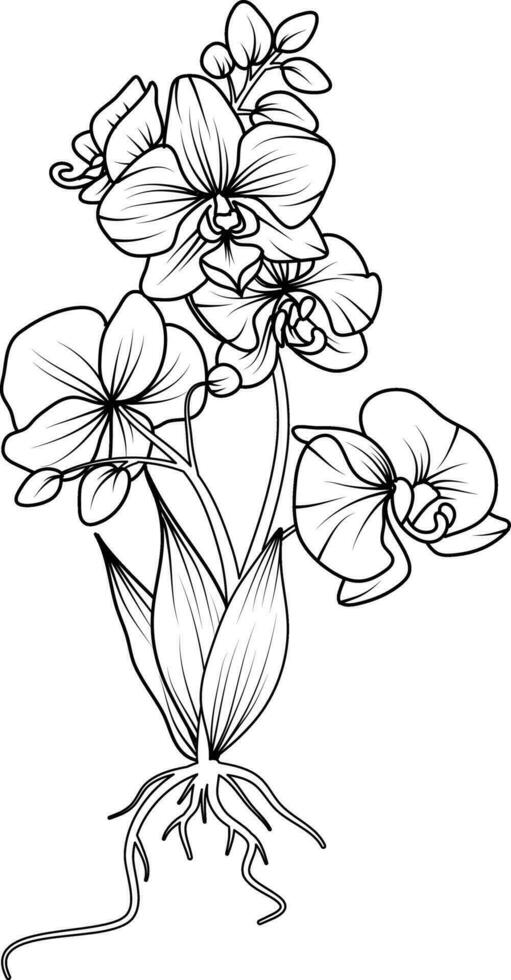 Orchid black and white vector drawing