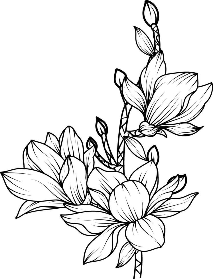 Magnolia Flower. sketch with black and white line art of magnolia flowers. vector