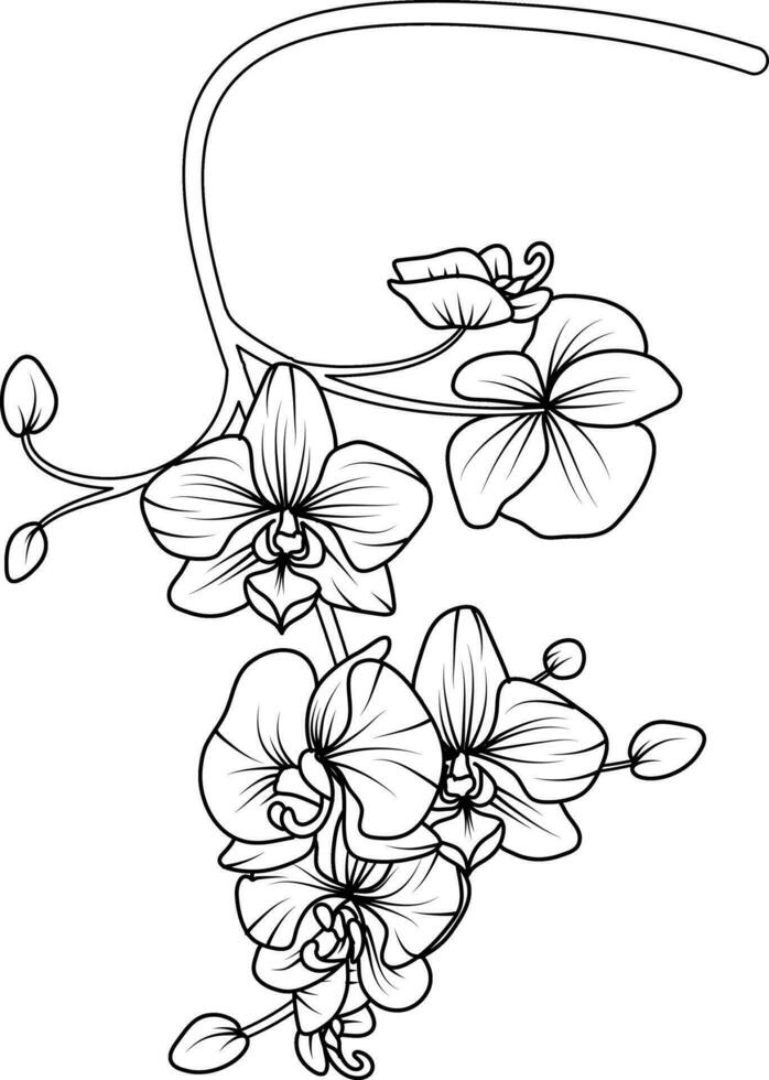 Orchid black and white vector drawing