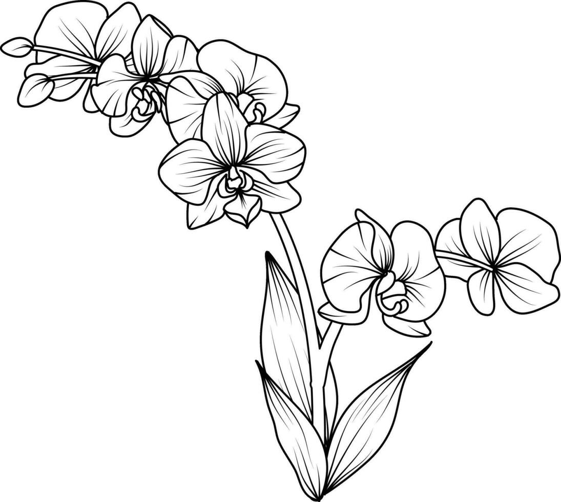 Orchid black and white vector drawing