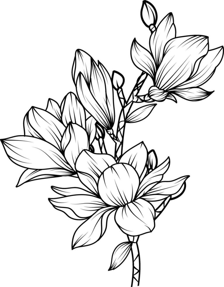 Magnolia Flower. sketch with black and white line art of magnolia flowers. vector
