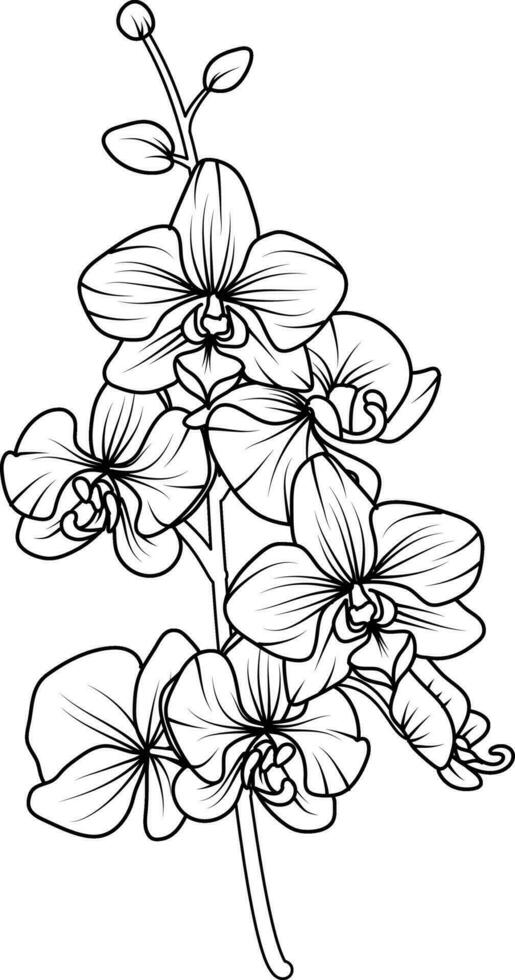 orquídea negro y blanco vector dibujo