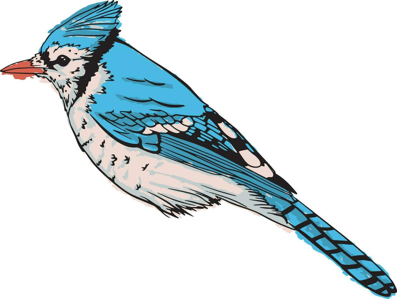 Hand drawn Blue Jay vector