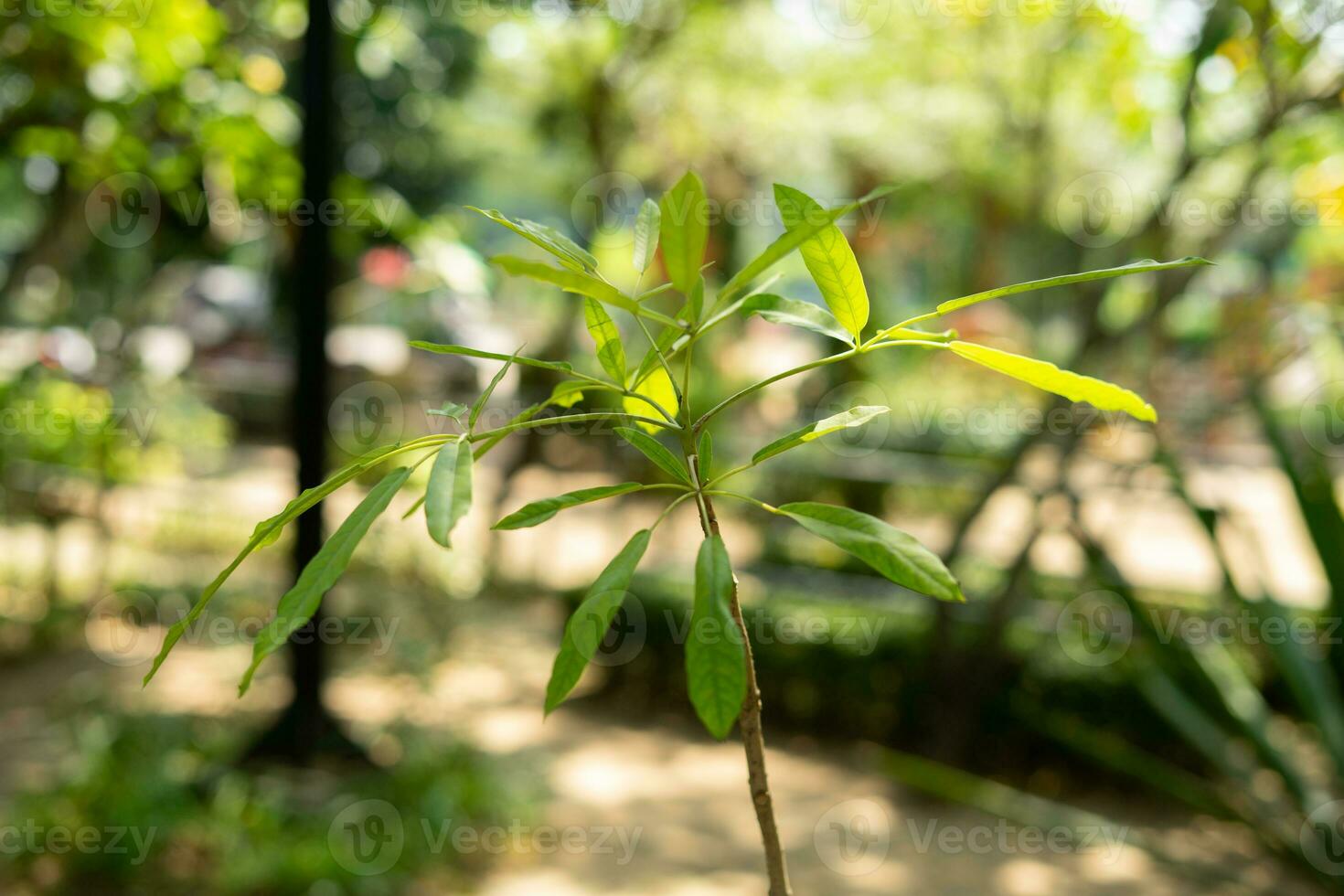 Exotic leafy plant for garden decoration isolated photo