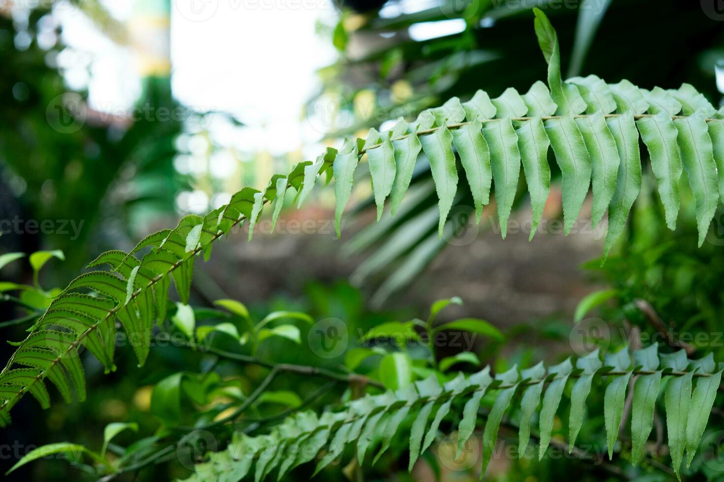 Tropical plants with abstract patterns for the background photo