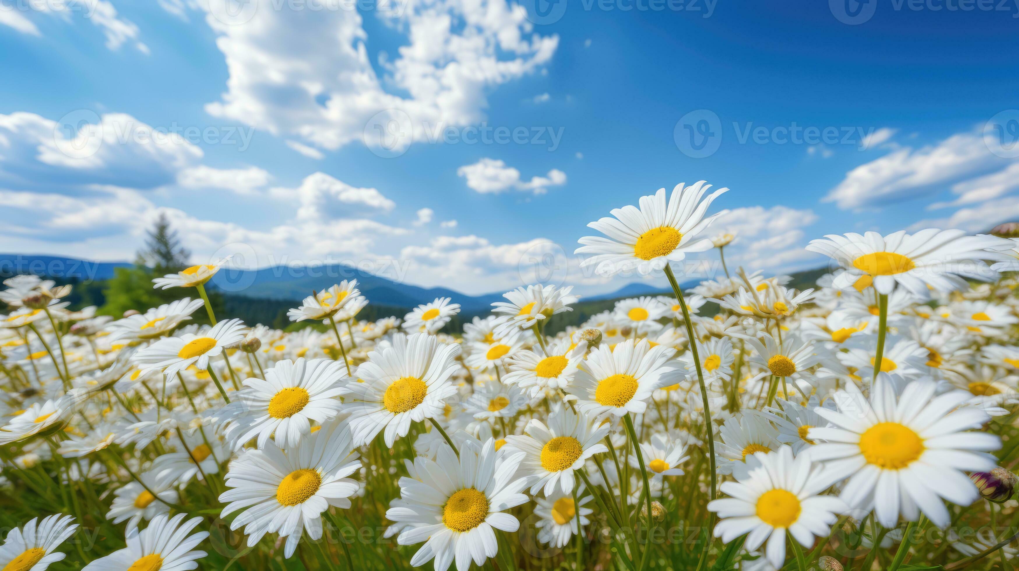 Daisy field landscape for wallpapers 29137194 Stock Photo at Vecteezy