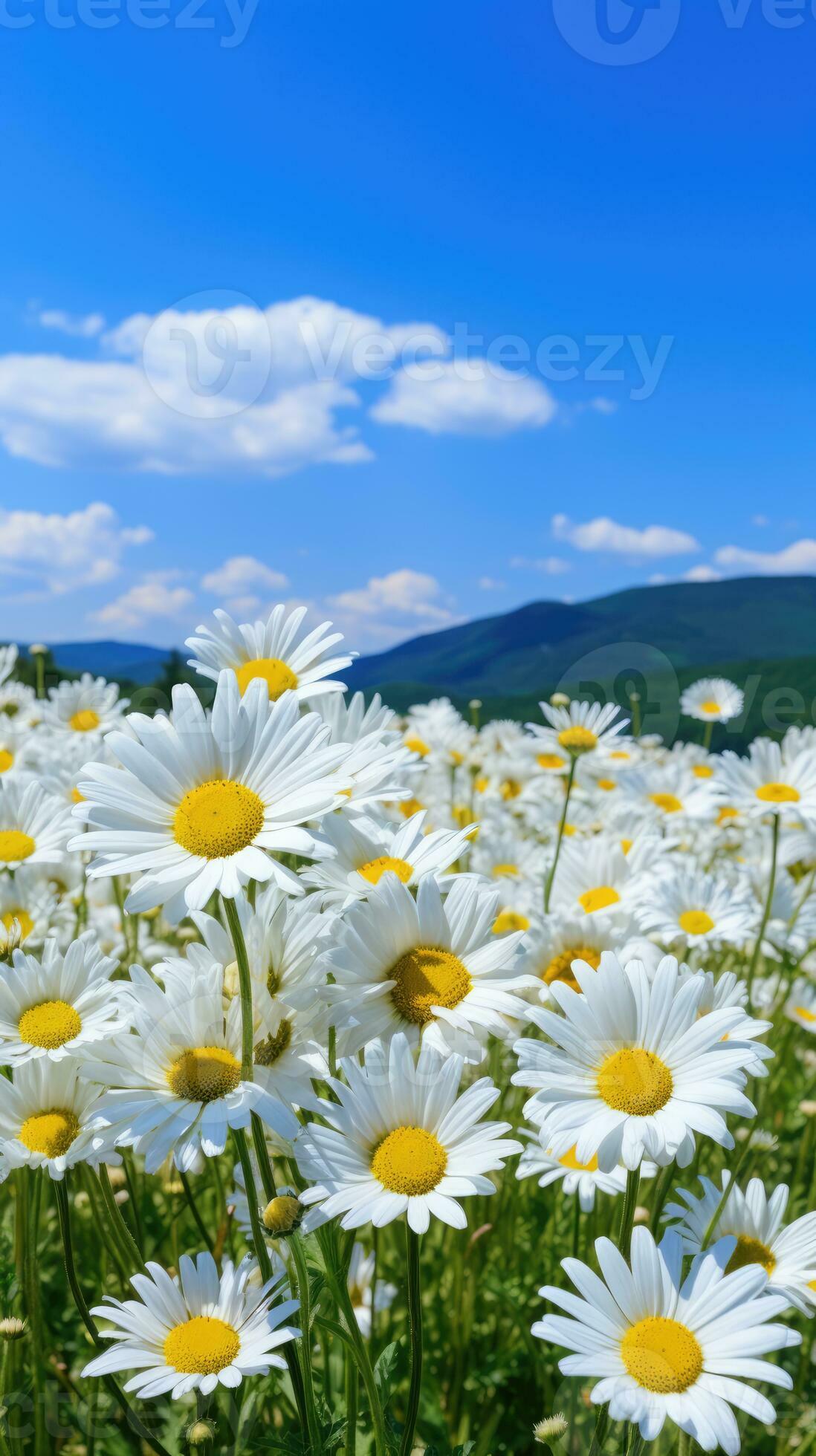 Daisy field landscape for wallpapers 29137394 Stock Photo at Vecteezy