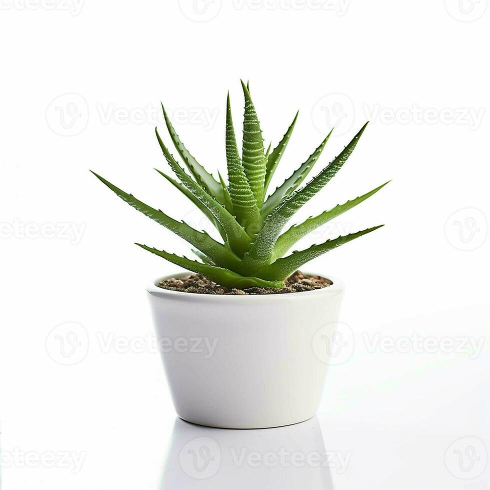 succulent in pot on white background. generative ai. photo