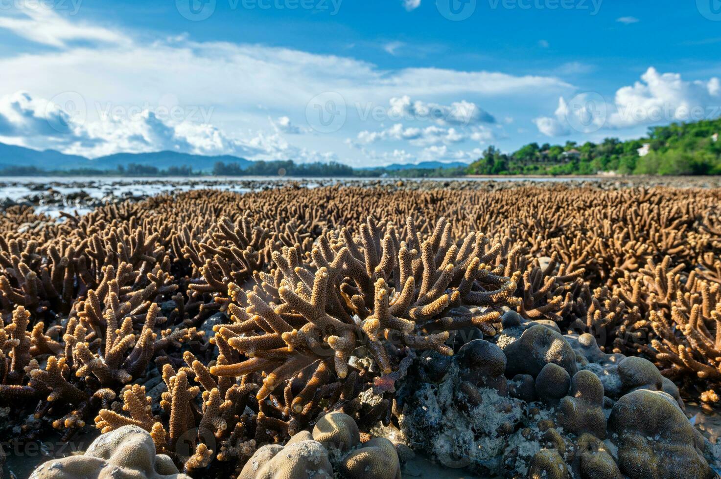 Staghorn coral during low tide at Phuket, Thailand photo