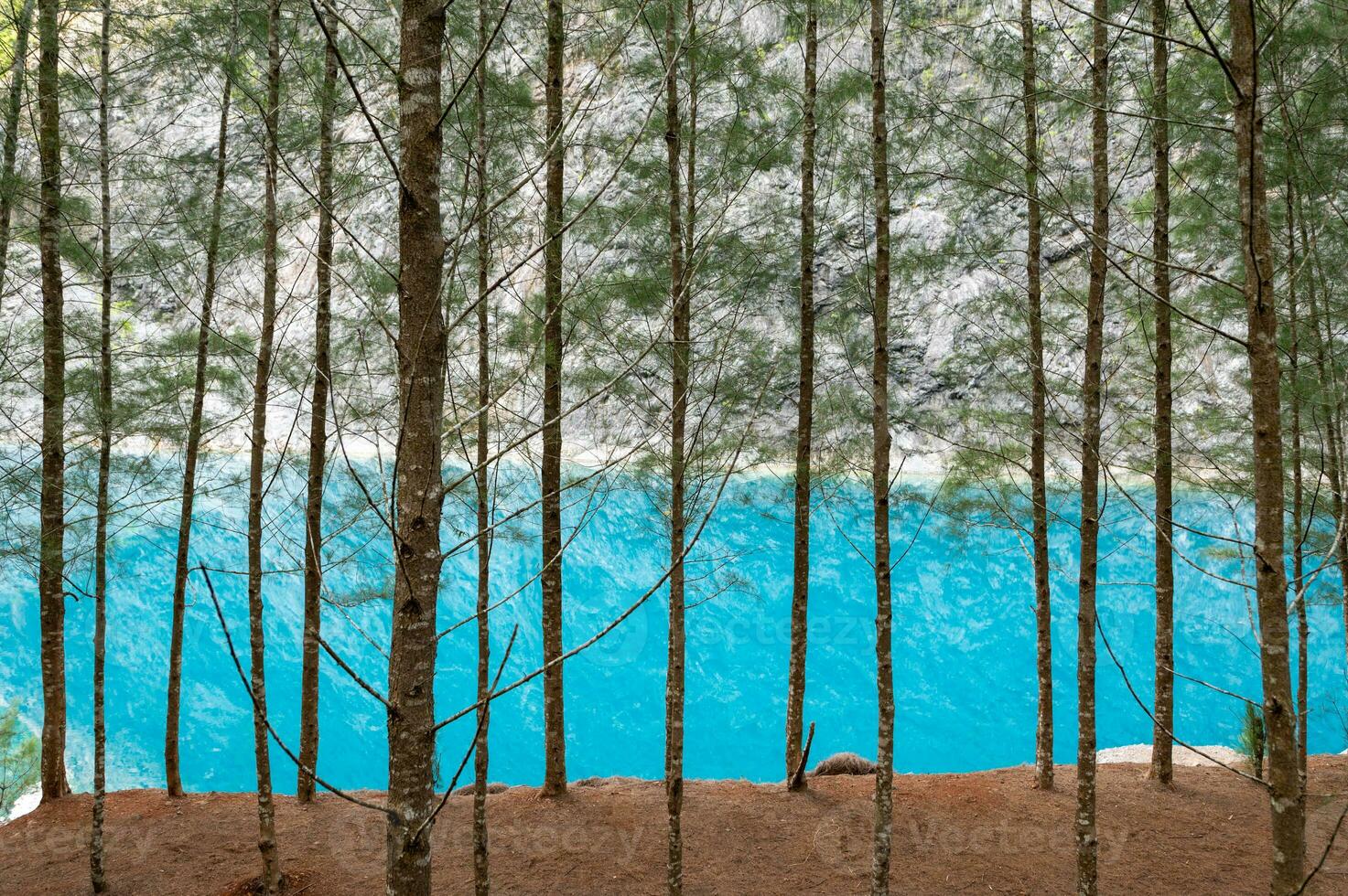 Pattern or pine trees with blue lake at Phang nga, Thailand photo