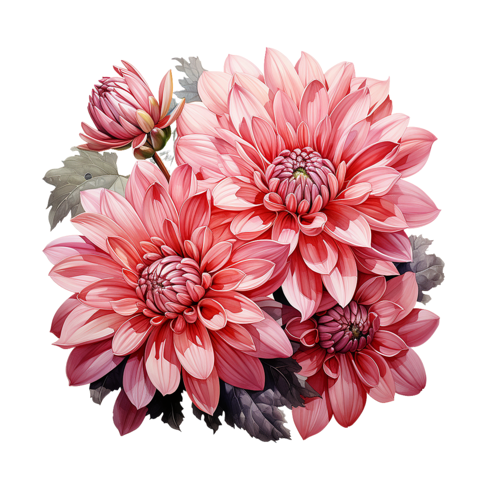 krysantemum blomma, krysantemum blomma vattenfärg, transparent bakgrund, ai generativ png