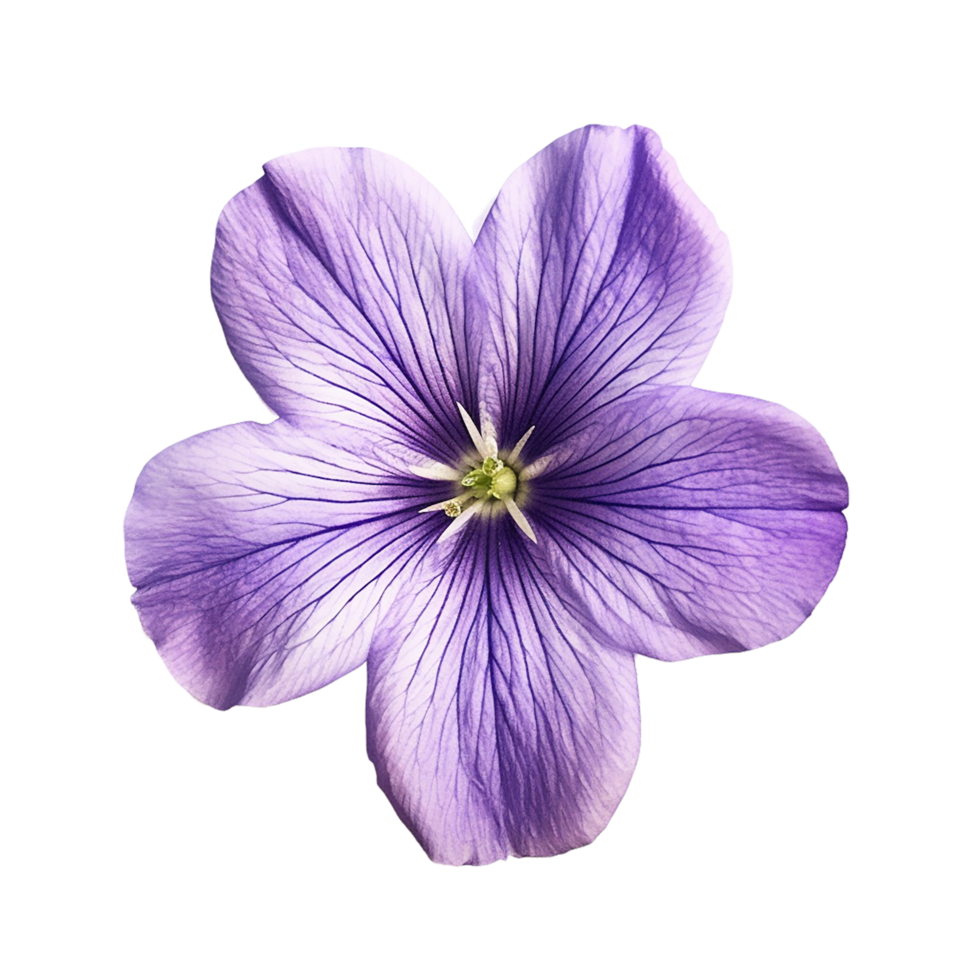 Purple Flower, Purple Flower Png, Purple Flower With Transparent