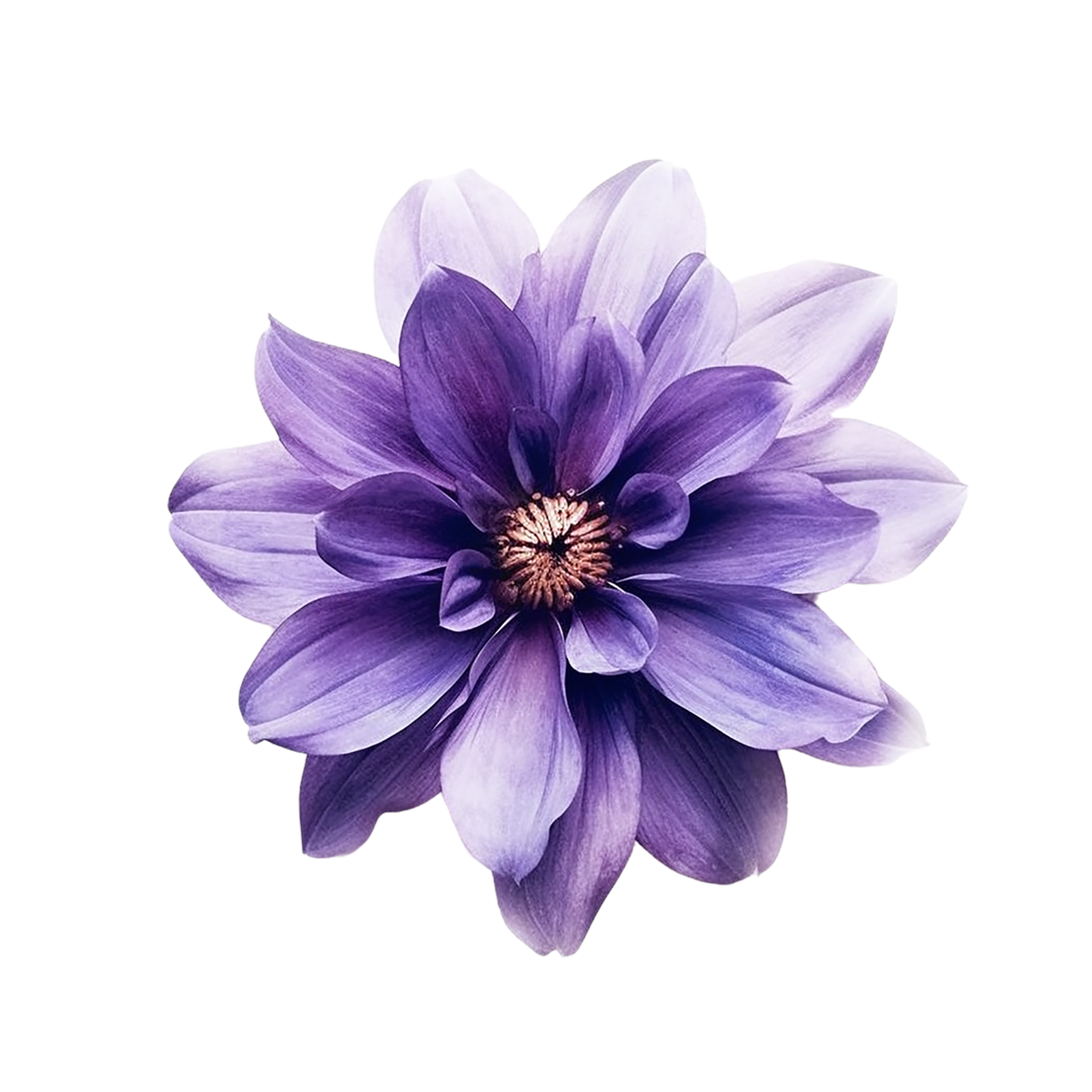Purple Flower, Purple Flower Png, Purple Flower With Transparent