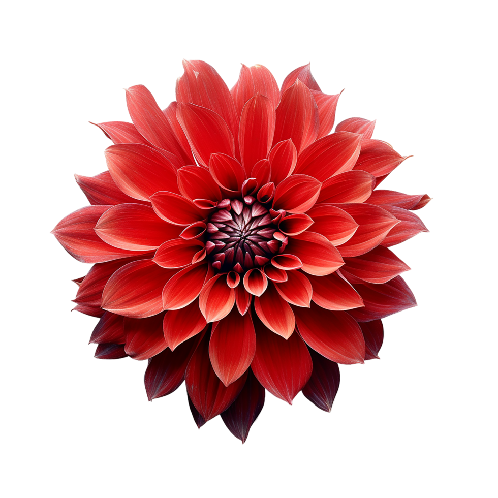 Red Flower, Red Flower Png, Red Flower With Transparent Background, AI