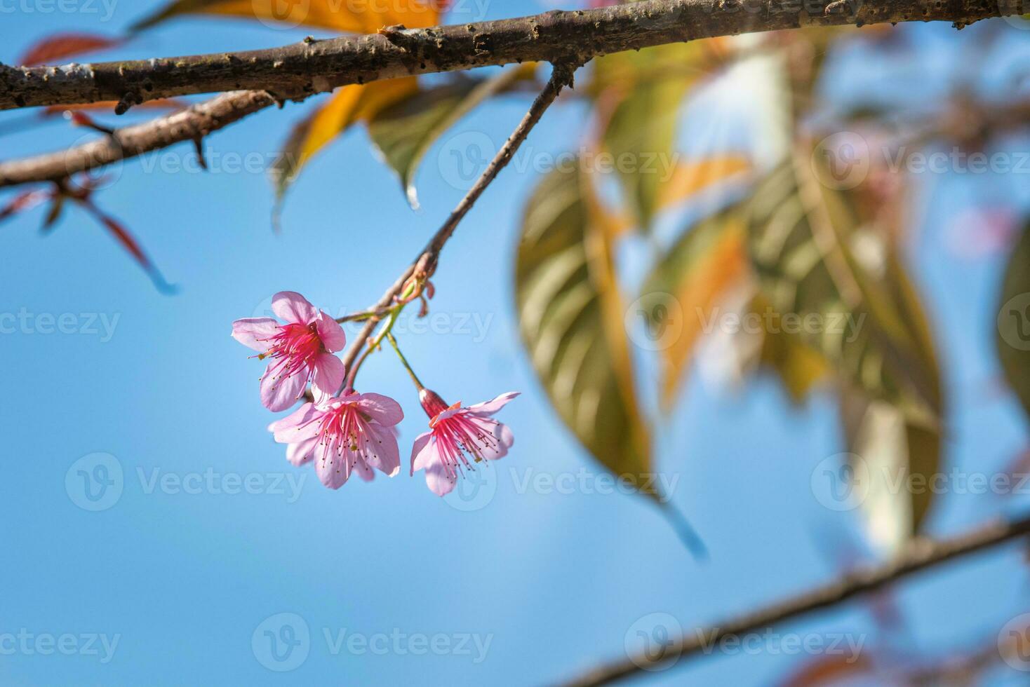 Beautiful Pink Sakura flower blooming on blue sky background photo