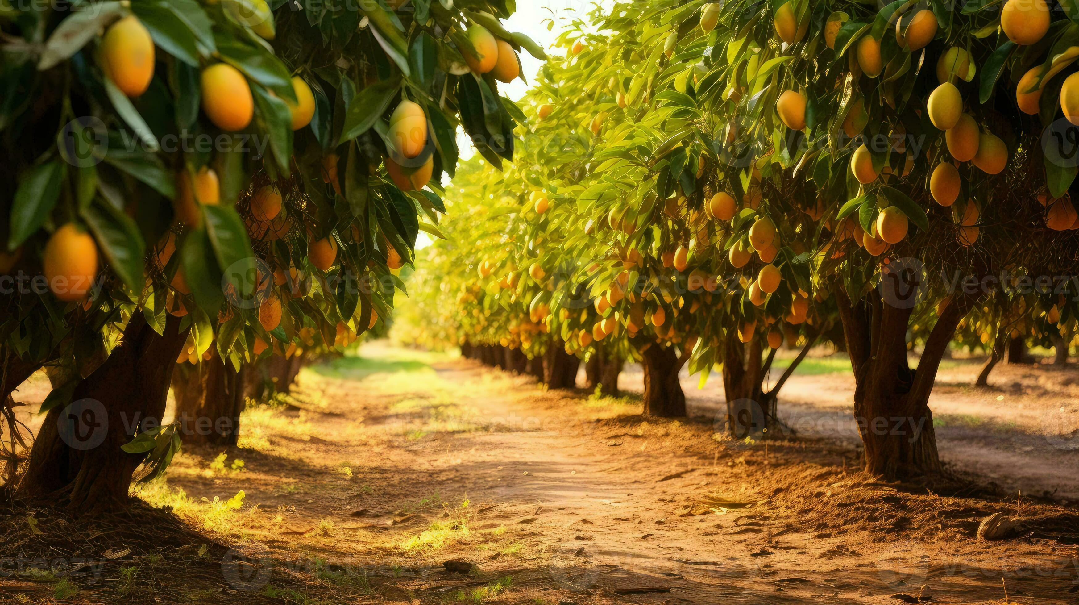 summer island mango groves ai generated 29140693 Stock Photo at Vecteezy