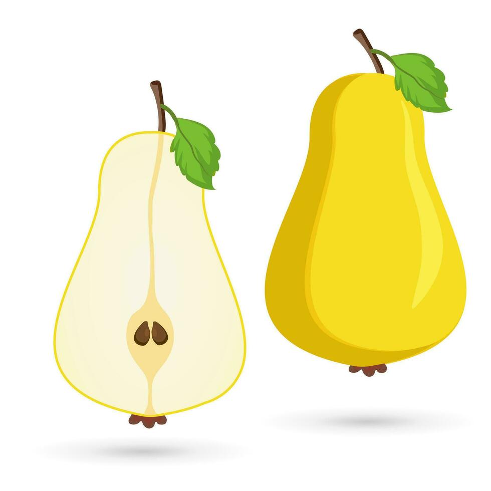 set of Two ripe pear and its pieces. Two pieces sliced of yellow pear fruit cut on isolated background. And Cut of healthy pear fruit concept vector