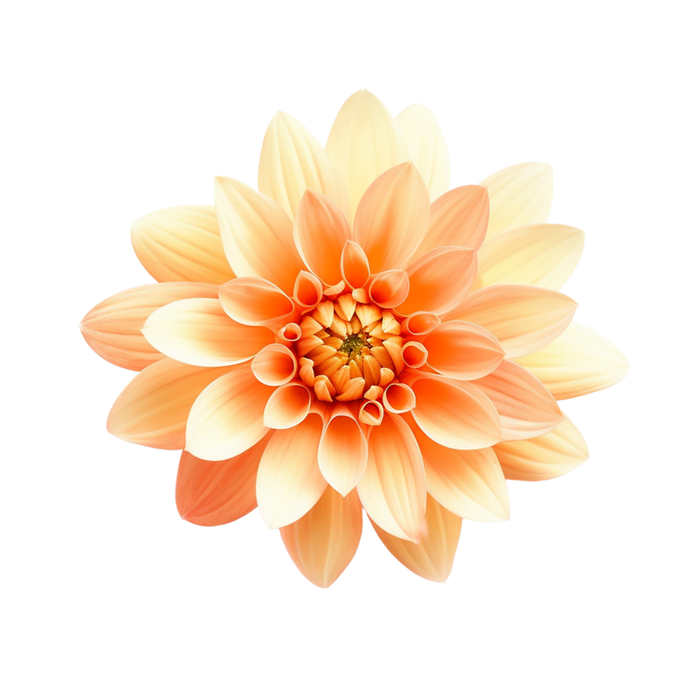 Orange Flower, Orange Flower Png, Orange Flower With Transparent