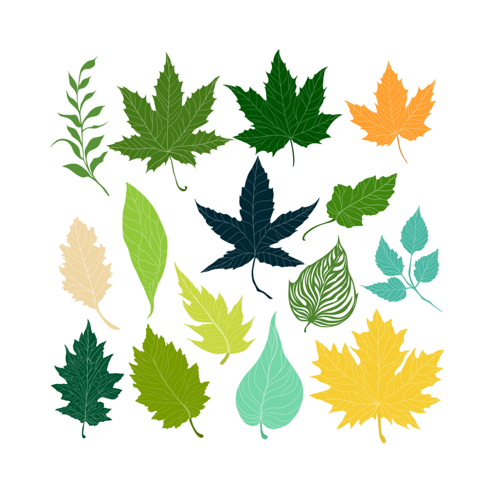 illustration of Biology and plant kingdom, Set of Leaf margins, the structure or appearance of the margins of the leaves, The leaf margin is the boundary area extending along the edge of the leaf png