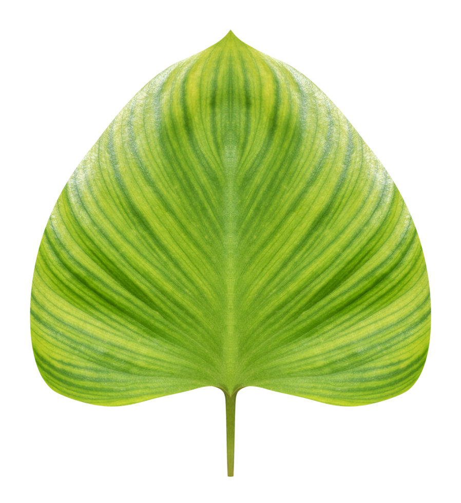 King of Heart bush tree, Homalomena Rubescens Kunth png